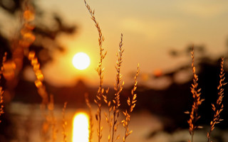 Sunset plant water fire embers - a close up of a plant free wallpaper