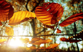 Tree leaves sun autumn macro - the sun free wallpaper