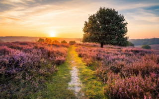 Sunset path tree flower field - sunset free wallpaper
