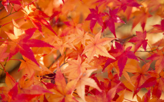 Tree red leaves autumn fire - red leaf free wallpaper