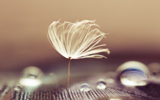Dandelion water droplets macro night 2 - deep depth of field free wallpaper