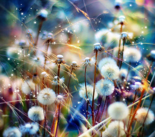 Dandelions water droplets blurry background - water droplet free wallpaper