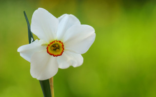 White flower yellow center green 6 - david dougal williams free wallpaper