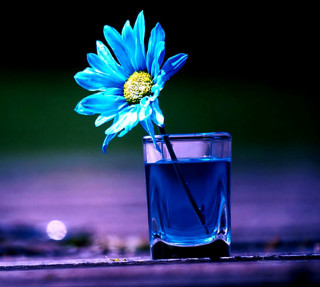 Blue flower glass water night - felipe seade free wallpaper