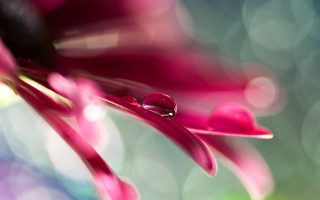 Flower water droplets pink green - petal and a blurry background free wallpaper