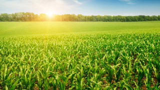 Green field sunshine trees puzzle - the background in the distance free wallpaper