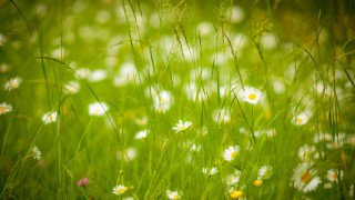 Wildflowers daisies grass bloom nature - a blurry background of the grass free wallpaper