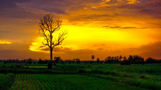 Sunset tree field clouds orange - orange free wallpaper