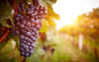 Grapes vineyard sunset bokeh blurry - a bunch of grapes free wallpaper