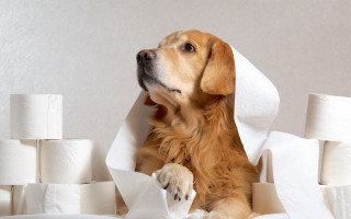 Dog sitting toilet paper paw - glamor pose free wallpaper