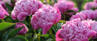 Pink flowers grass leaves impressionism - a flemish baroque free wallpaper