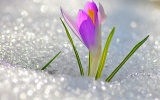 Purple flower snow grass sparkling - ground free wallpaper