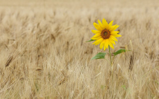 Sunflower wheat field fall 2012 - shallow free wallpaper for desktop