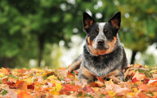 Dog leaves grass trees autumn - a pile free wallpaper