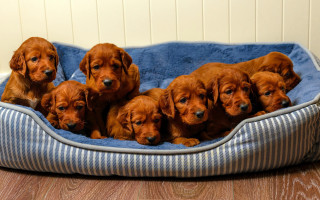 Puppies bed wooden floor wall 2 - esther blaikie mackinnon free wallpaper