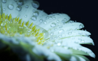 Flower water droplets macro bokeh 7 - petal free wallpaper for desktop