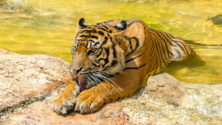 Tiger rock water open mouth - its mouth wide open free wallpaper