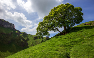 Tree hill clouds sky green - a grassy hill free wallpaper
