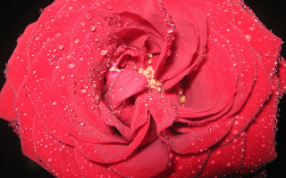 Red rose water droplets macro 70 - petal and petals free wallpaper
