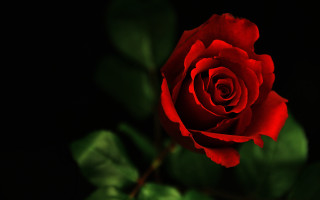 Red rose green leaves black - a red rose free wallpaper for desktop