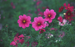 Pink flower field yellow center 2 - choi buk free wallpaper