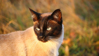 Blue eyed cat serious look - a portrait free wallpaper