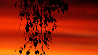 Tree branch leaves red sky - warm color free wallpaper