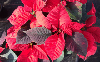 Poinsettia closeup vivid color macro - vivid free wallpaper