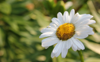 White flower yellow center bokeh 3 - leaf and grass free wallpaper