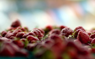 Strawberries bokeh shallowdepthfield tiltshift flowers - strawberry free wallpaper