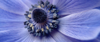 Blue flower white center yellow - a white center free wallpaper