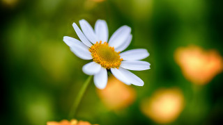 White flower yellow center field 3 - a yellow center in the middle free wallpaper