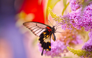 Butterfly flower macro nature blurry 2 - a flower free wallpaper