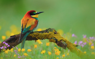 Colorful bird flower field nature - bird free wallpaper