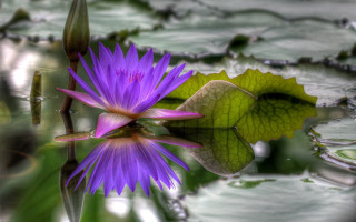 Purple flower pond lily pads - a purple flower free wallpaper