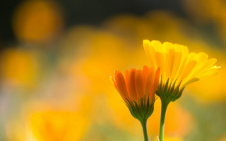 Sunflower closeup yellow flowers blurry - the background and a blurry background free wallpaper