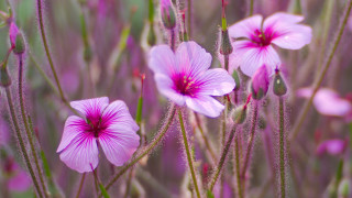 Pink flowers field purple butterfly - anthony s waters free wallpaper