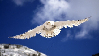 Snowy owl flying blue sky - ecological art free wallpaper