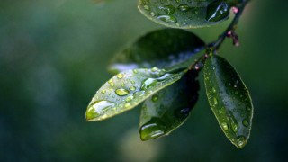 Leaf water drops macro blurry 2 - a close up of a leaf free wallpaper