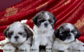 Dogs puzzle chinese zodiac newyear - chang daichien free wallpaper
