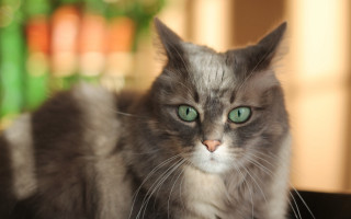 Green eyed cat table bokeh - a table free wallpaper
