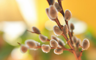Plant flower stems yellow background - small flower free wallpaper