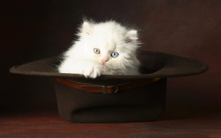 White kitten brown hat table - a white kitten free wallpaper
