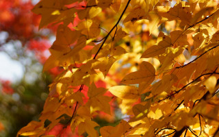 Fall leaves blue sky pokemon - the fall season free wallpaper