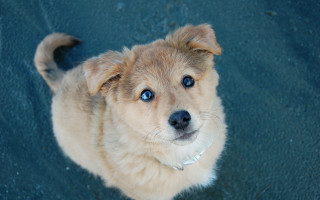 Small dog blue eyes starry - a small dog free wallpaper