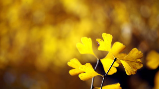 Yellow flower bokeh autumn leaves - a yellow leaf free wallpaper