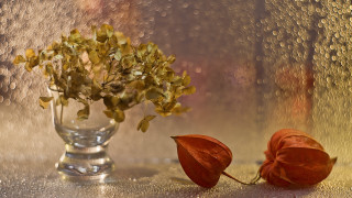 Vase flower leaf table window - a vase free wallpaper