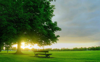 Park bench tree field sunset - beautiful landscape free wallpaper