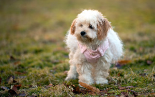 Small white dog pink bow - canon 5 0 mm free wallpaper