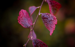 Branch red leaves water droplets - claire dalby free wallpaper for desktop